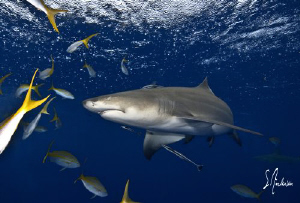 This image of a Lemon Shark was taken while on a safety s... by Steven Anderson 